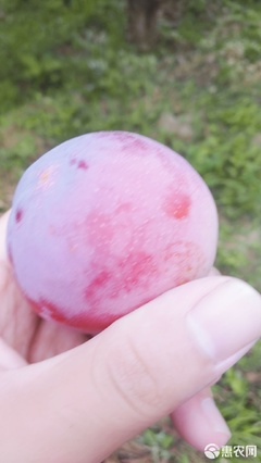 【農人直供】酸甜可口，一口咬下當季鮮！—— 原產地直發黃肉紅布林李子品鑒